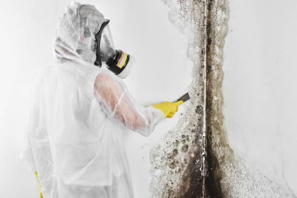 Certified Mold Removal in Duquesne, MO